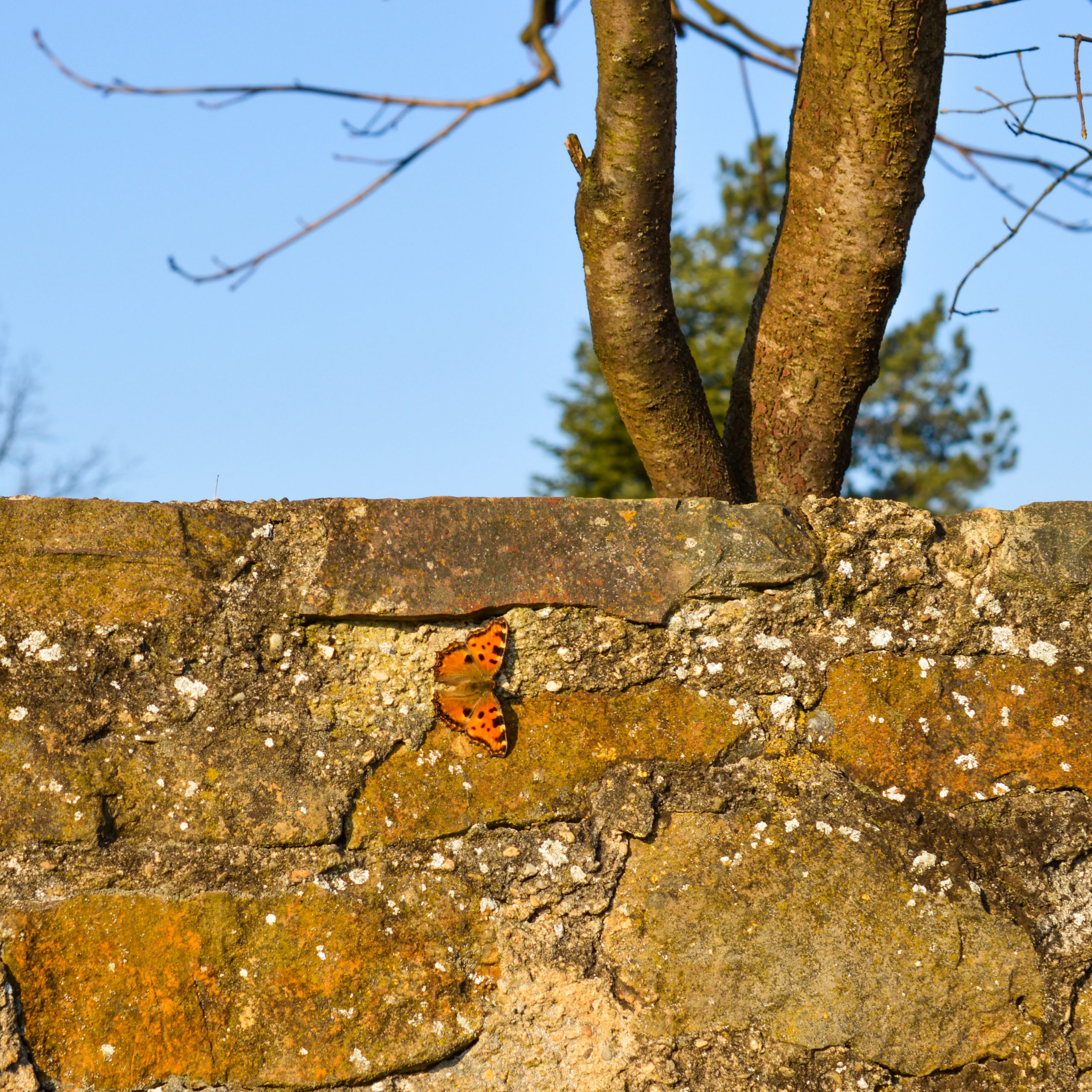 butterfly-retaining-wall-against-sky