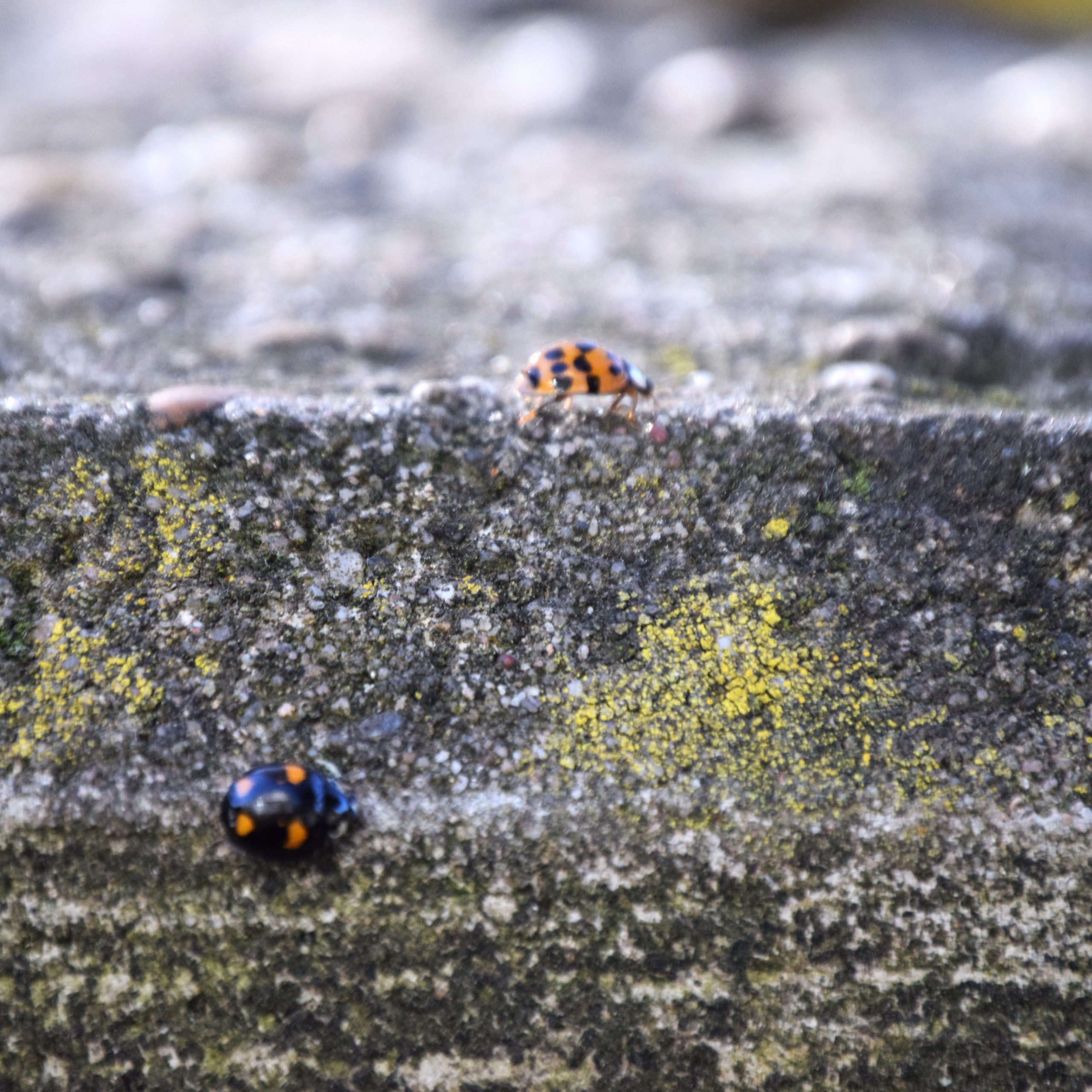 close-up-ladybug-leaf