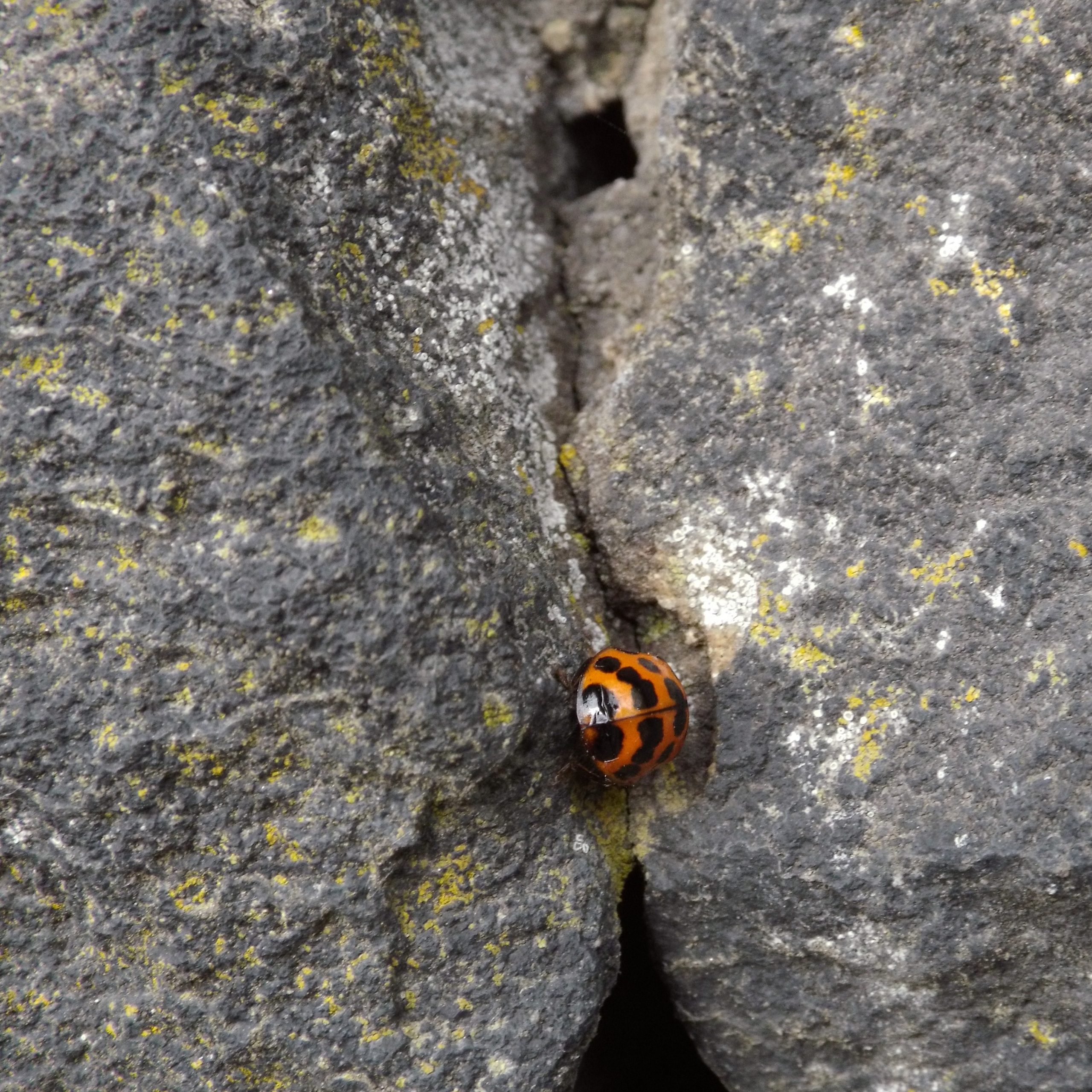 close-up-ladybug-rock