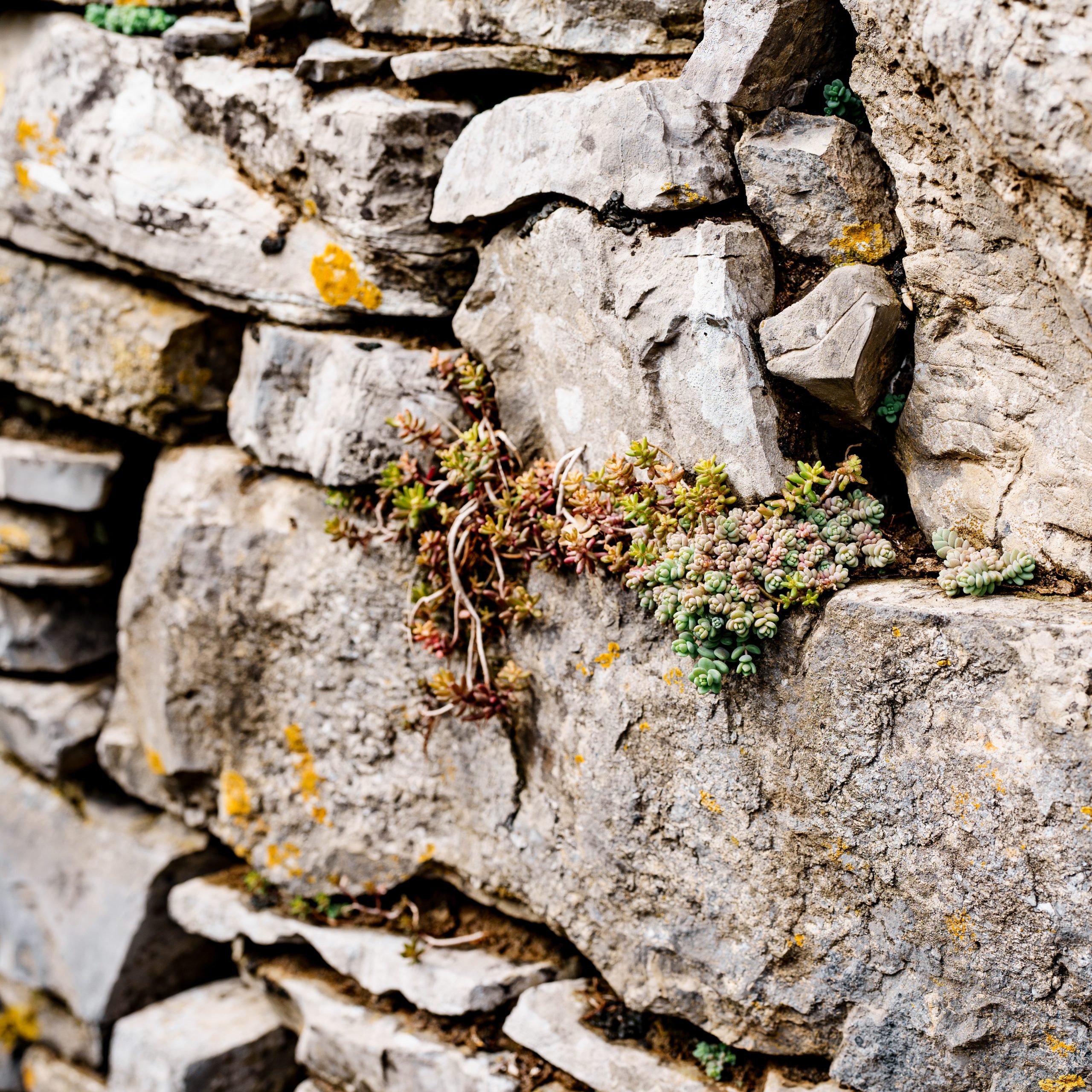The wild Sedum succulent grows in a stone wall. High quality photo