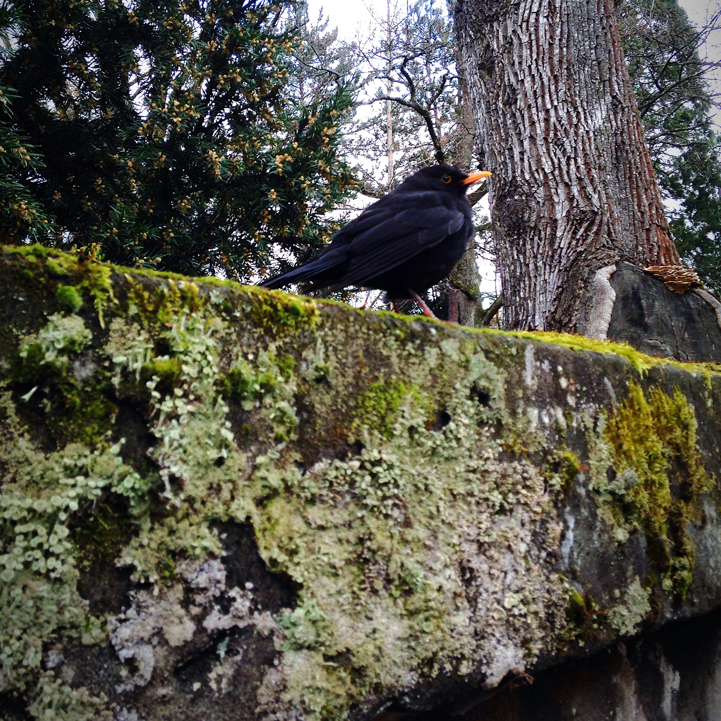 common-blackbird-wall-covered-with-moss