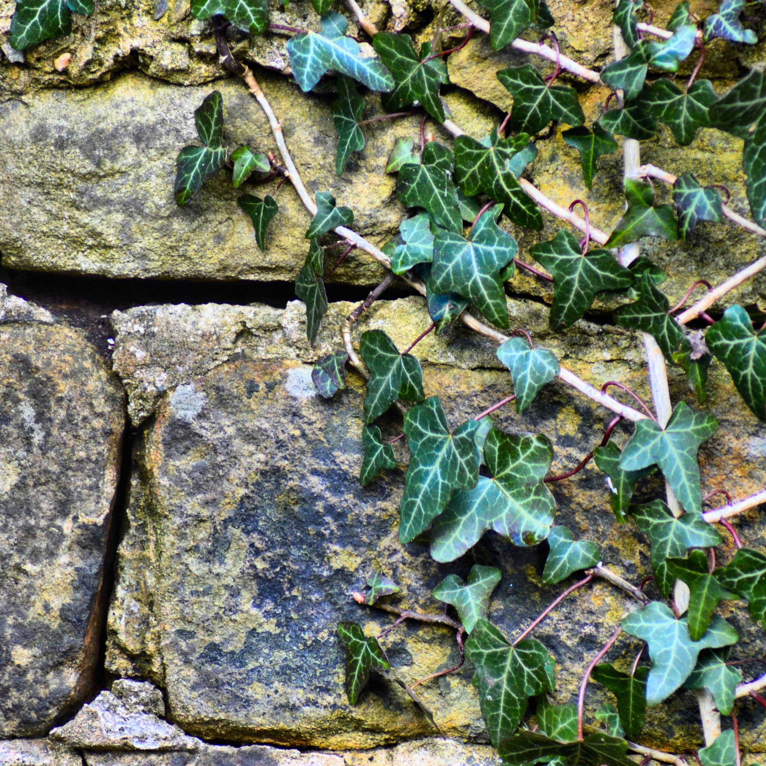 ivy-growing-stone-wall