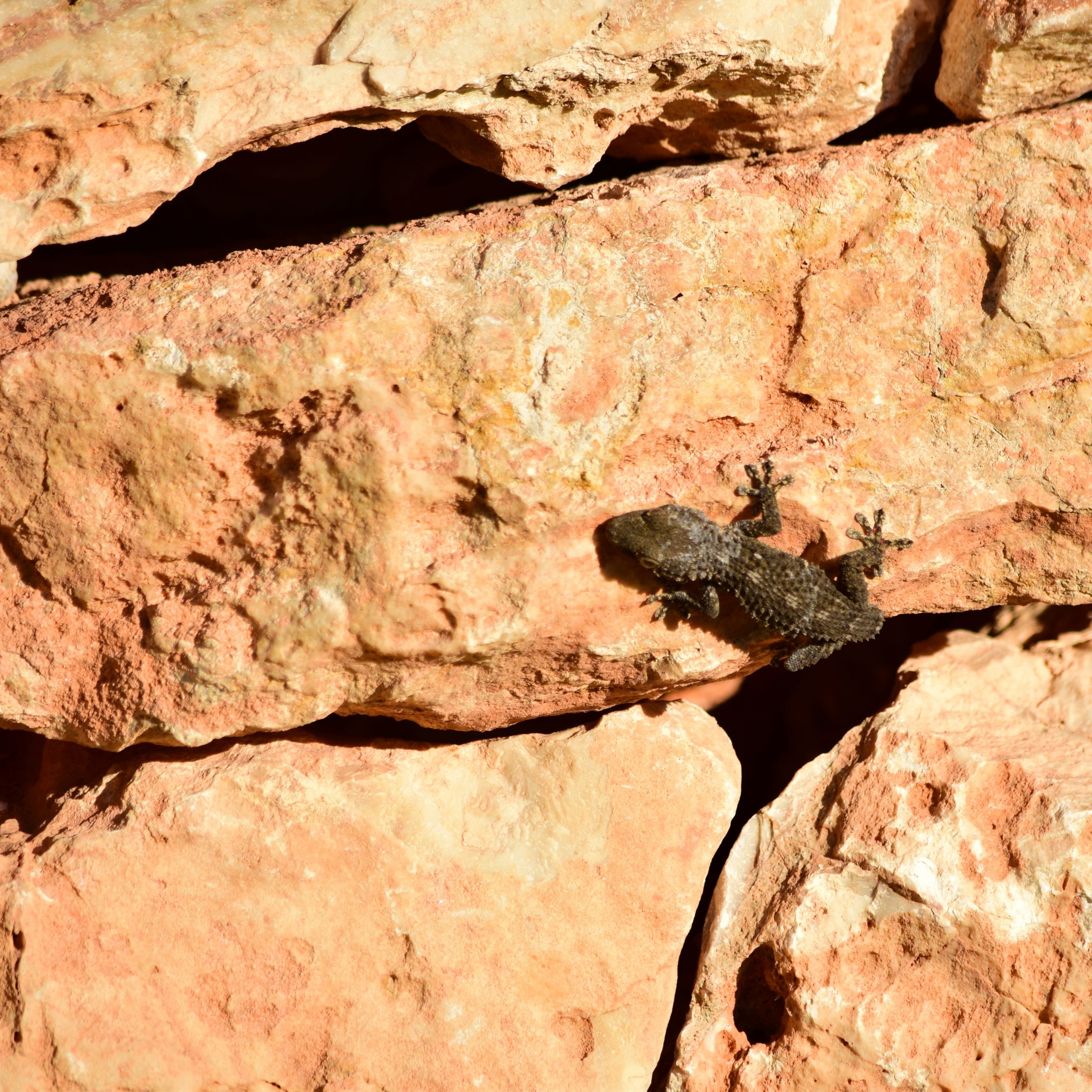 A Moorish Gecko crawling on the rocks under the sunlight at daytime in Malta