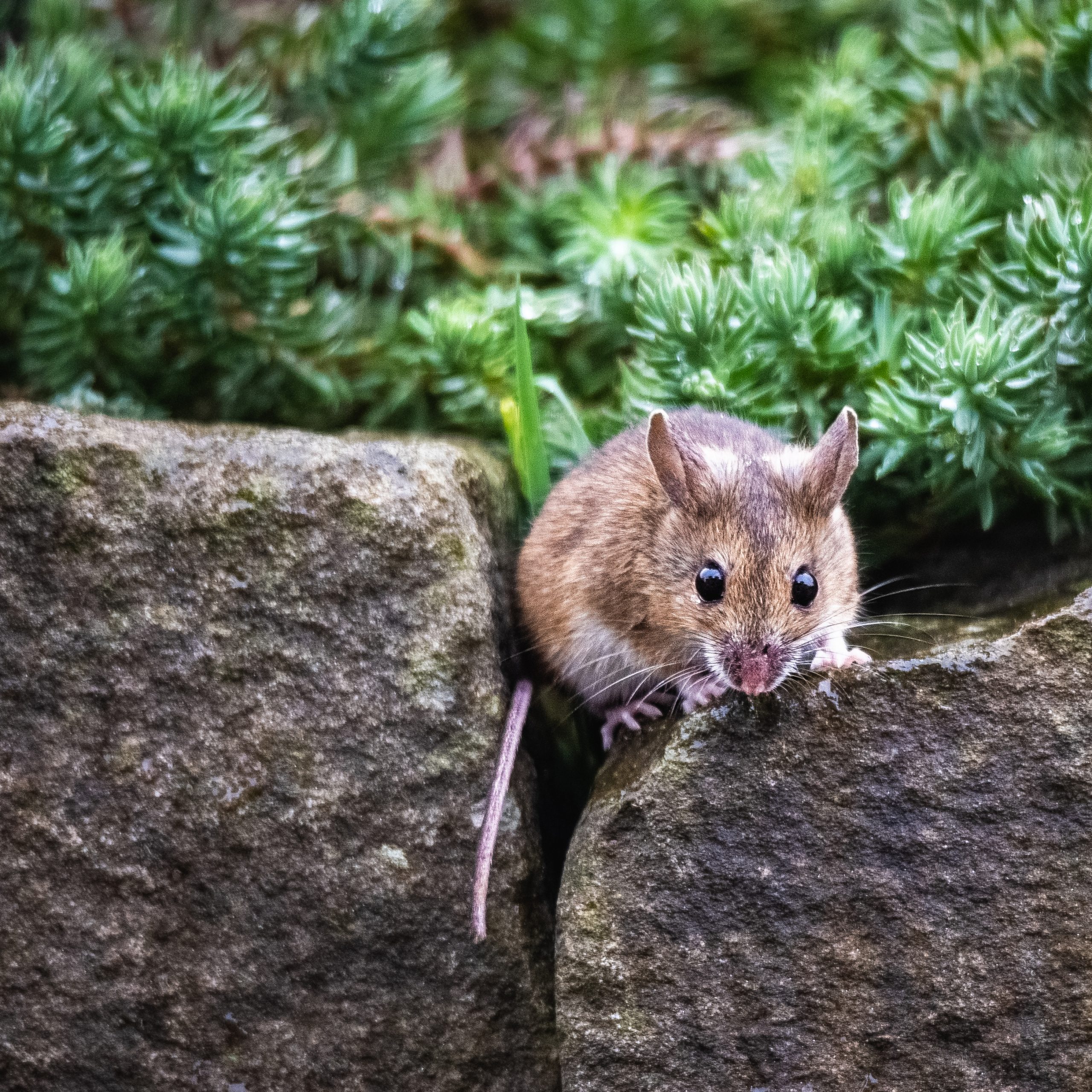 portrait-mouse-stone-wall